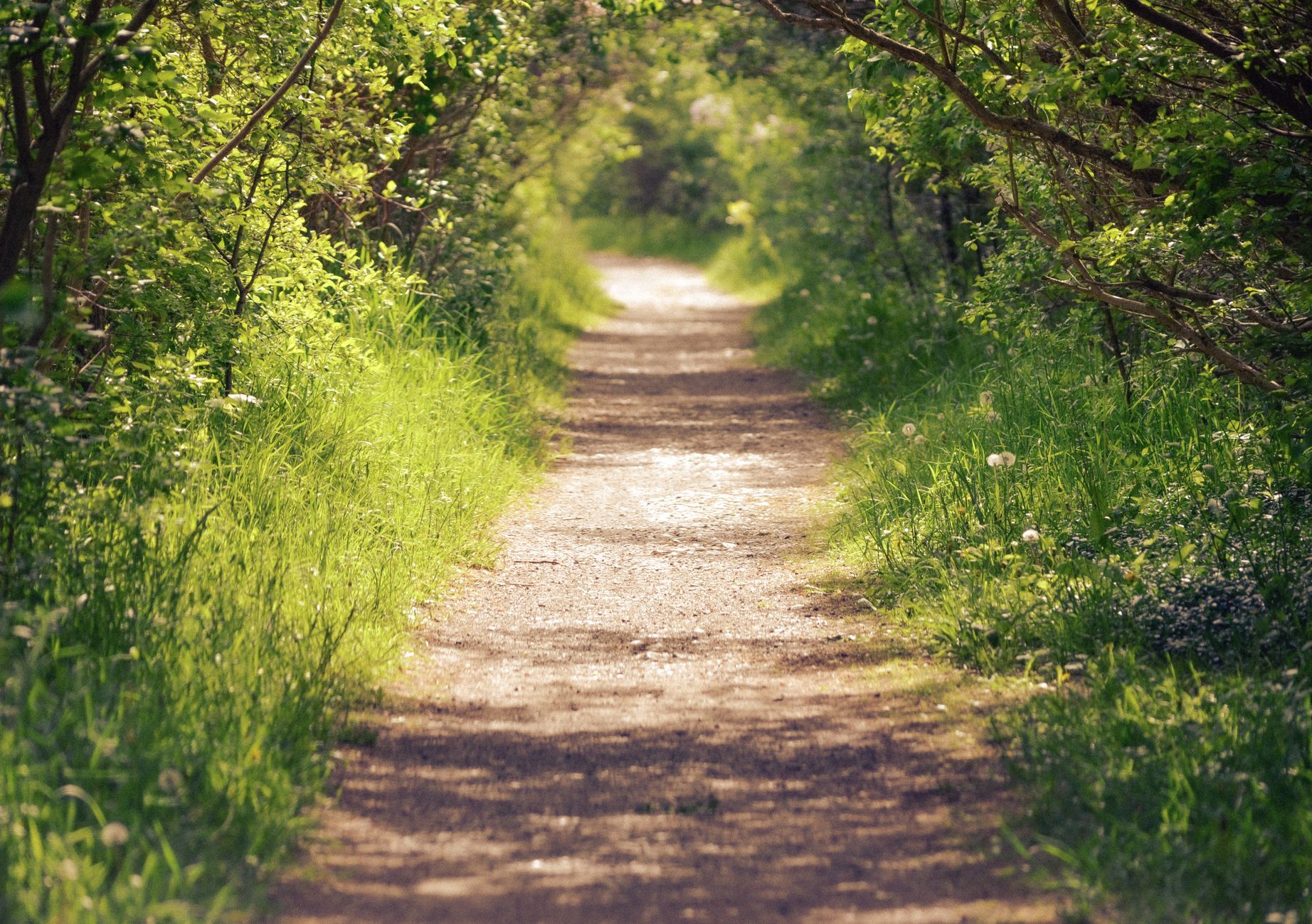 a grass and trees with forest trail in the middle